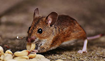 24 Hour & Emergency Exterminators in Bismarck, ND